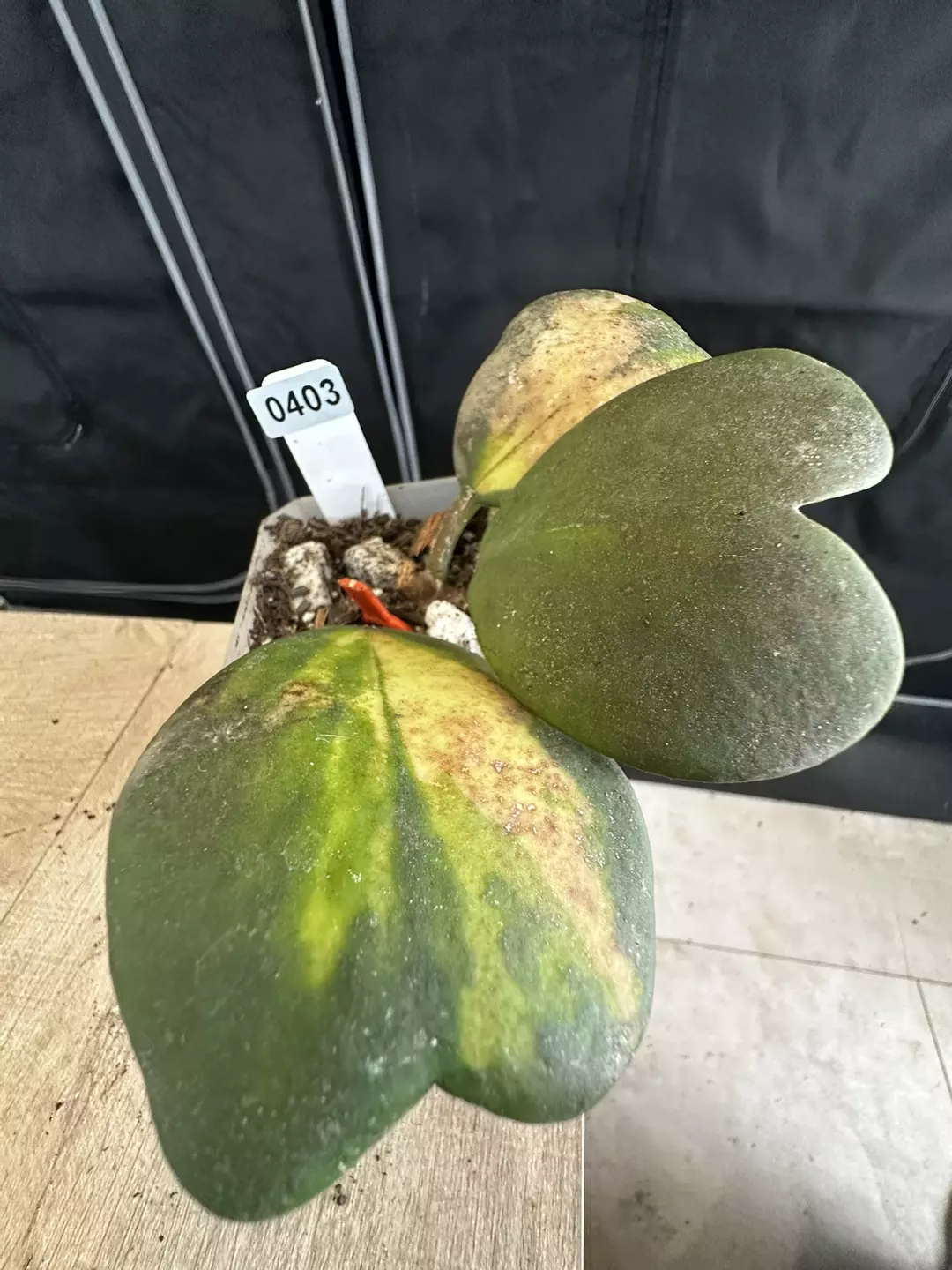 kerrii inner variegated thumbnail