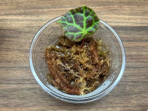 King Begonia (Begonia rajah) - Rooted Plant Cutting thumbnail