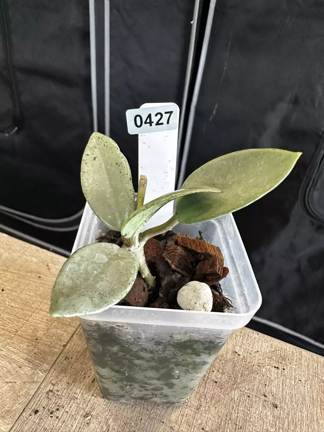 wilbur graves silver thumbnail