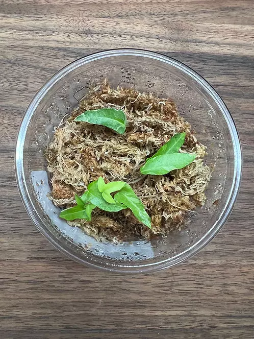 Variegated Spear-Point Vine (Hedera helix) - Rooted Plant Cutting thumbnail