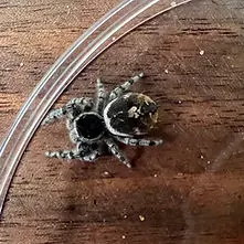 Tyrell’s Tufted Jumping Spider Sling i3+(Phidippus tyrelli) thumbnail