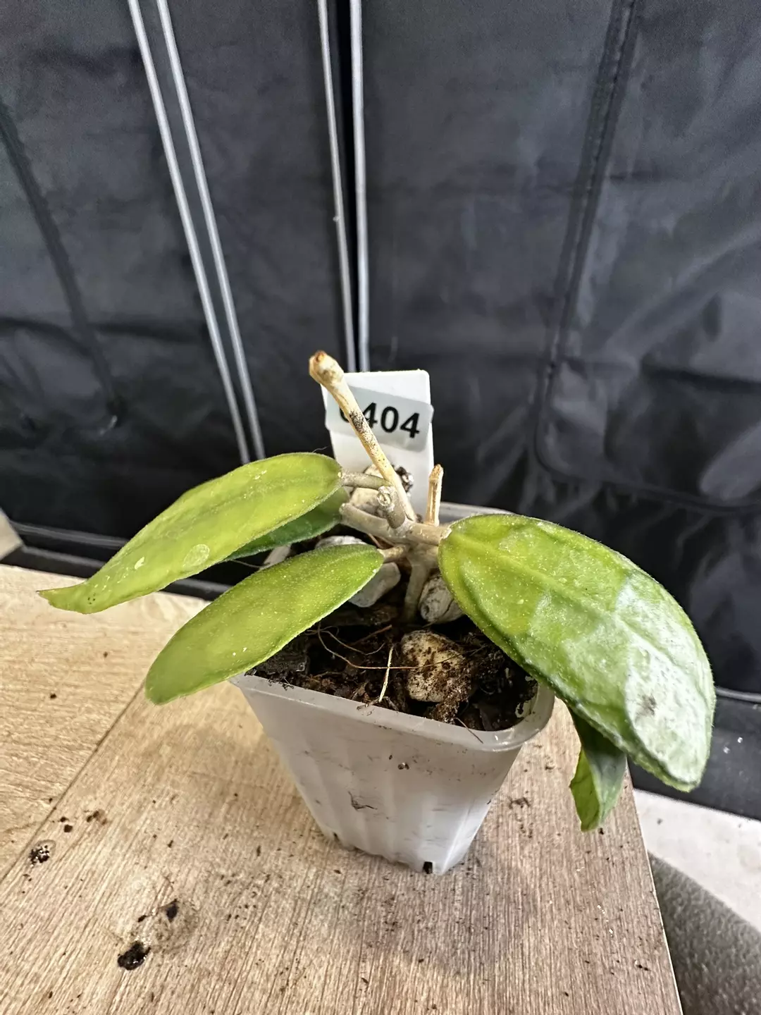 aceh mutia thumbnail