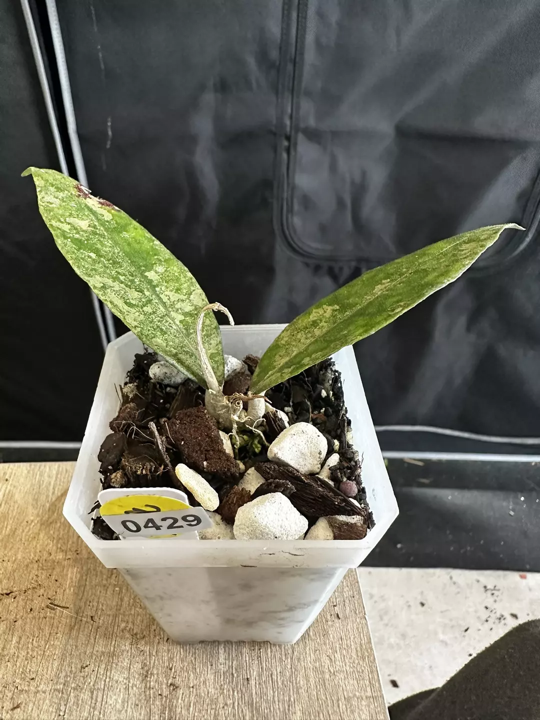 finlaysonii panggha silver thumbnail