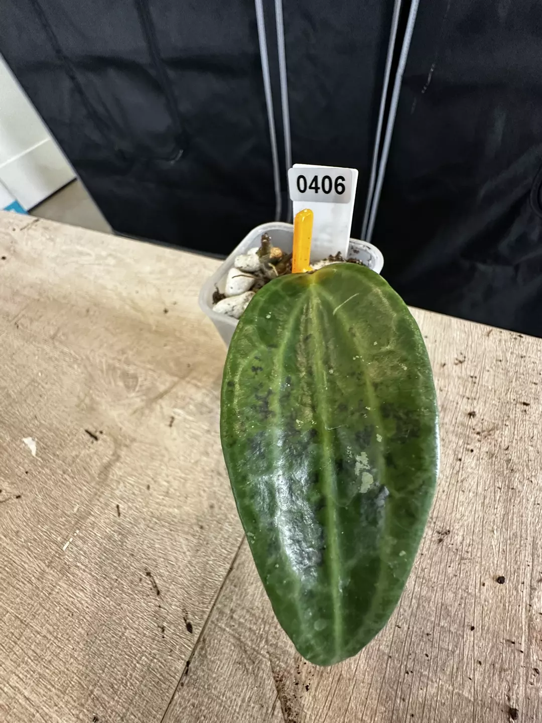 AH black magic thumbnail