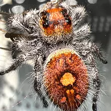 “Dragon’s Breath” Regal Jumping Spider Sling i3+ (P. regius) thumbnail