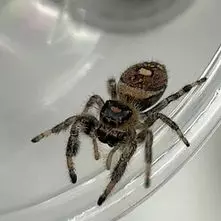 Regal Jumping Spider Sling i3+ (P. regius) thumbnail