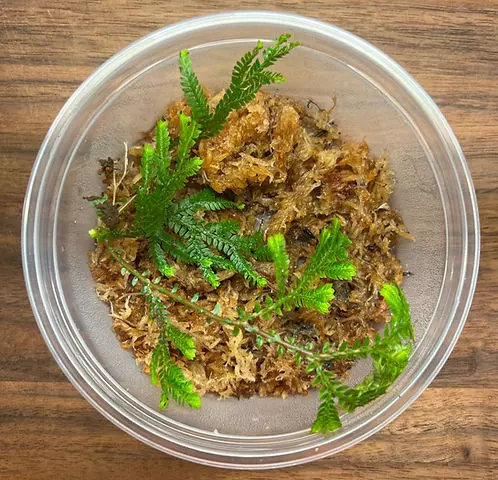 Green Spike Moss (Selaginella kraussiana) - Rooted Plant Cutting thumbnail