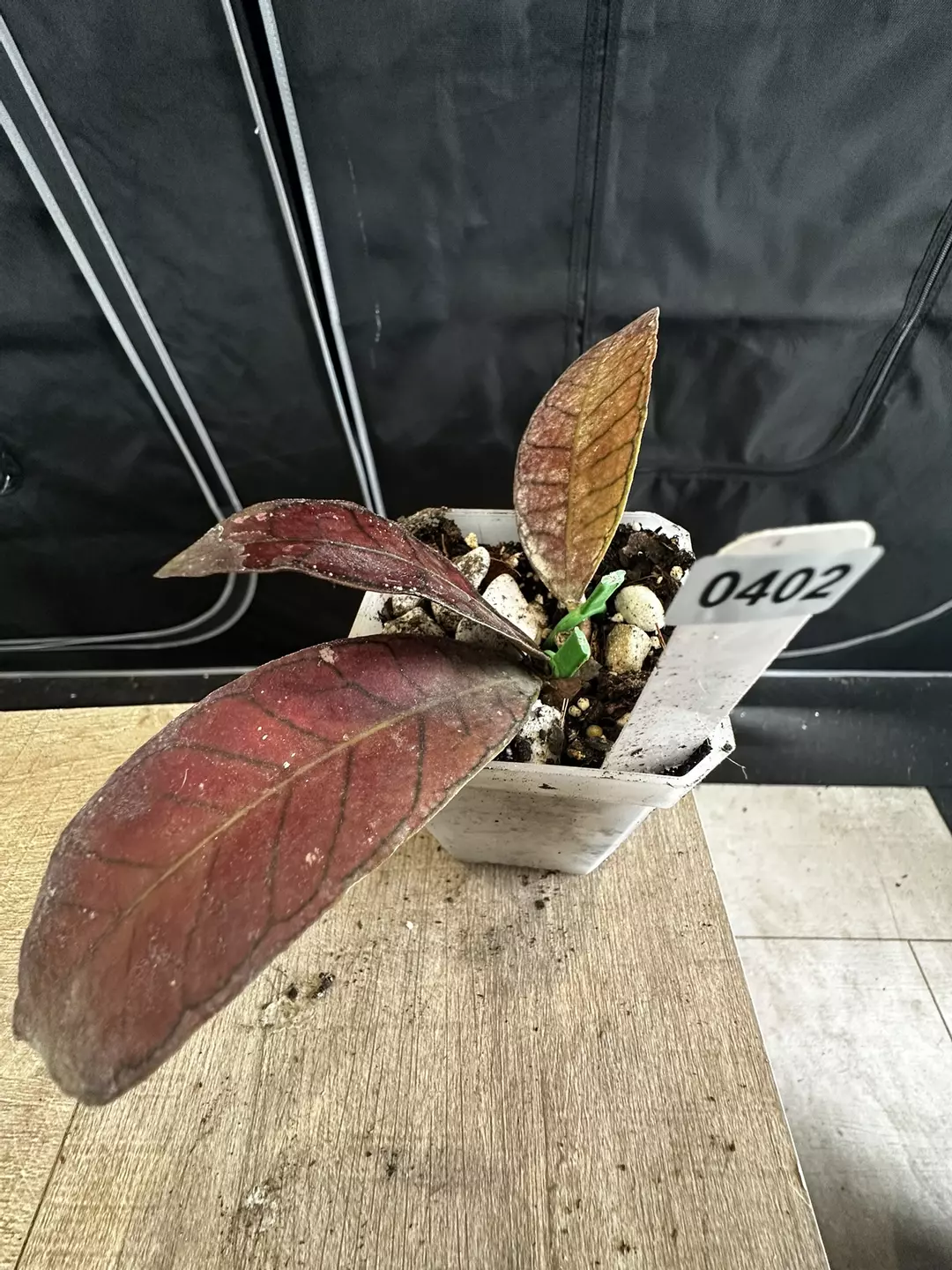 gunung gading thumbnail