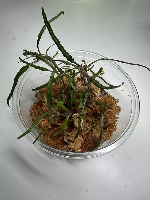 Pink Dragon's Tongue (Purple Dragon's Tongue (Hemigraphis repanda) - Rooted Plant Cutting thumbnail