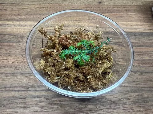 Rainbow / Peacock Moss (Selaginella uncinata) - Rooted Plant Cutting thumbnail