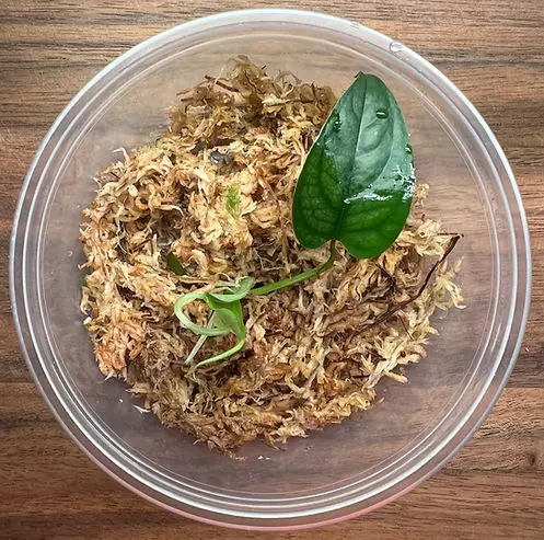 Silver Monstera (Monstera siltepecana) - Rooted Plant Cutting thumbnail