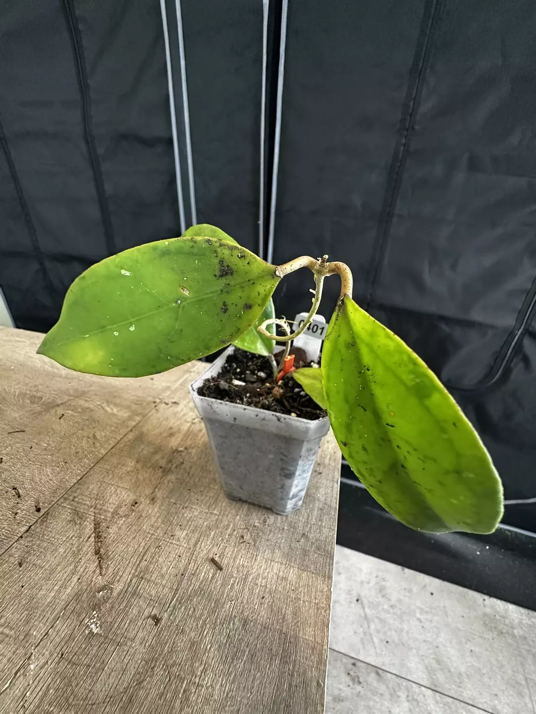 juannguoana thumbnail