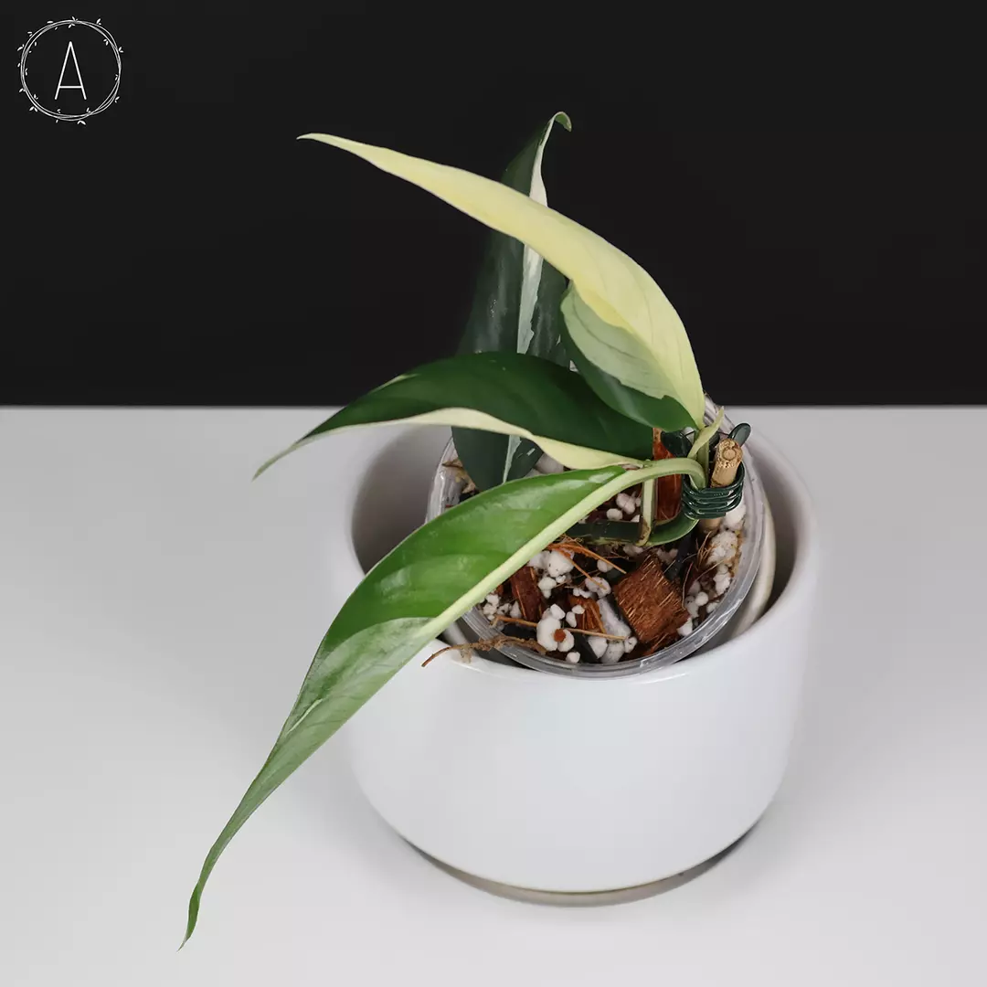 Rhaphidophora Lobbii Schott Variegated thumbnail