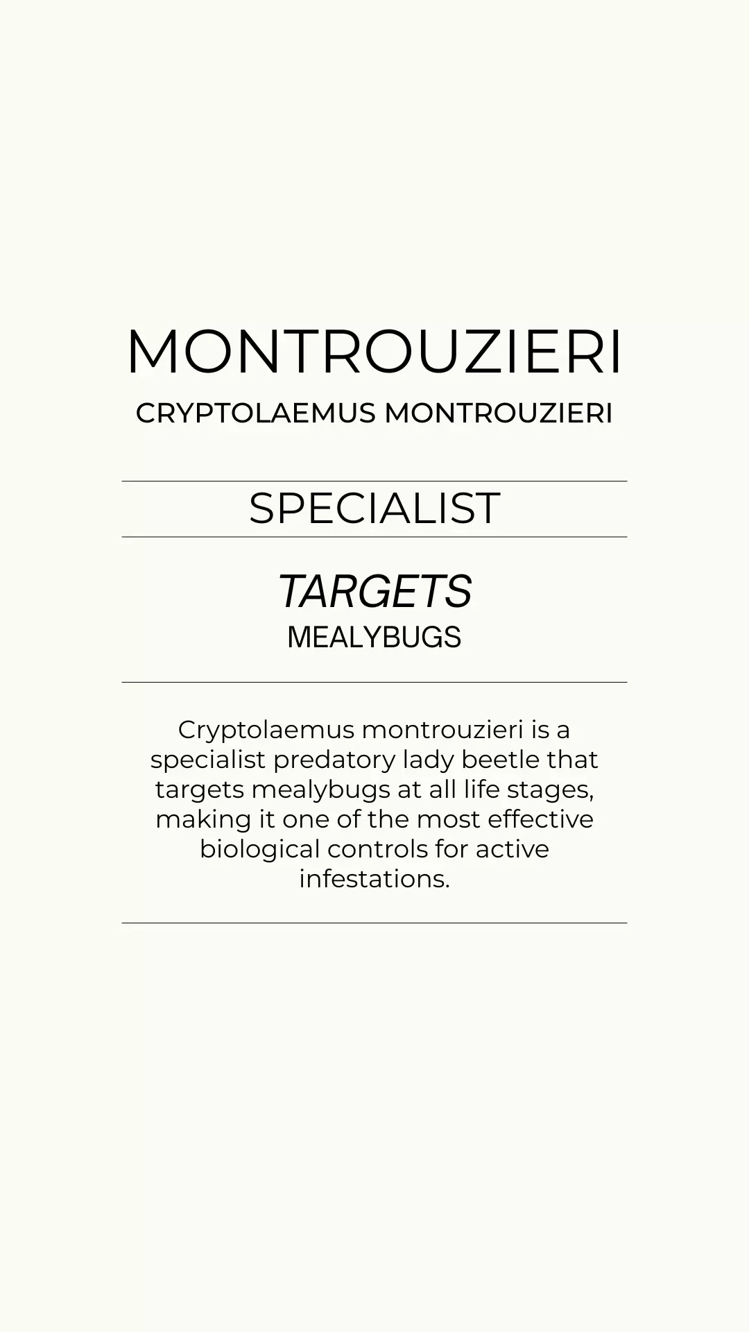 Montrouzieri - Mealybugs thumbnail
