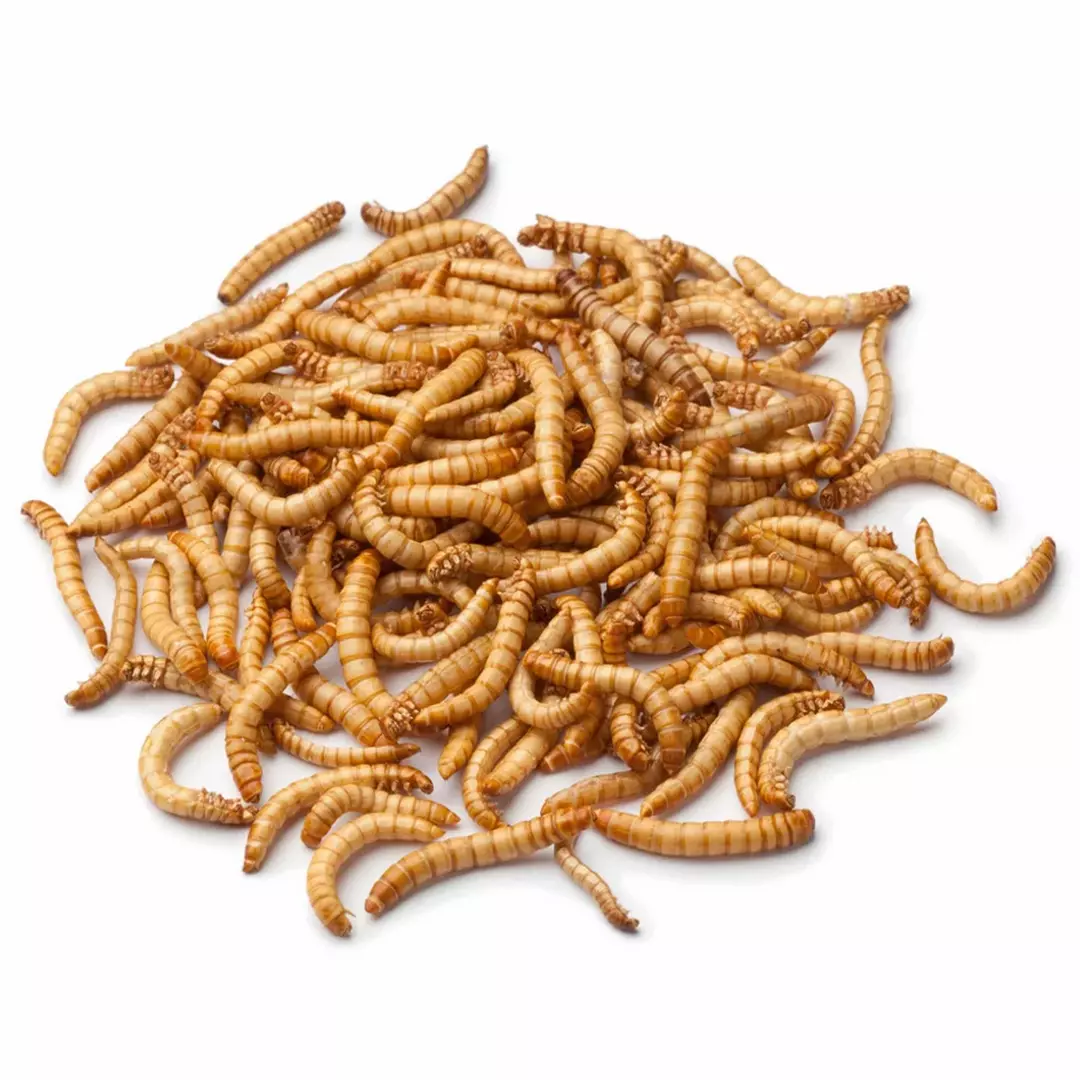 Mini meal worms thumbnail