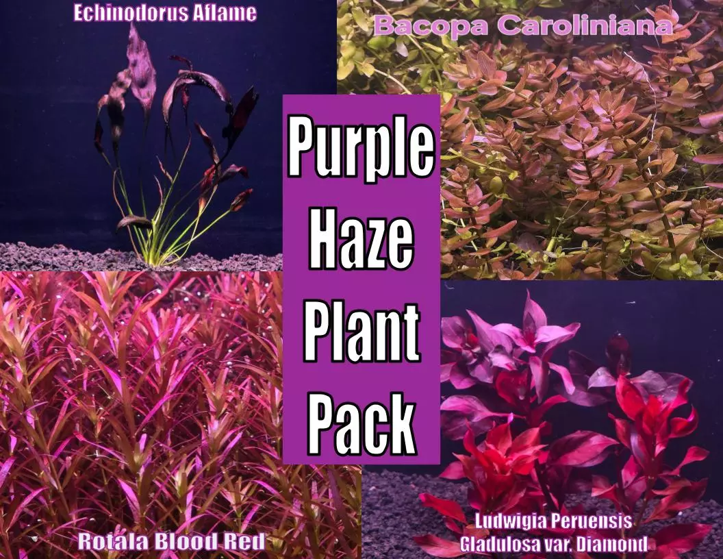 Purple Haze Plant Pack from Plant Betta live aquatic plant freshwater fish tank natural algae control fish habitat shrimp aquarium thumbnail