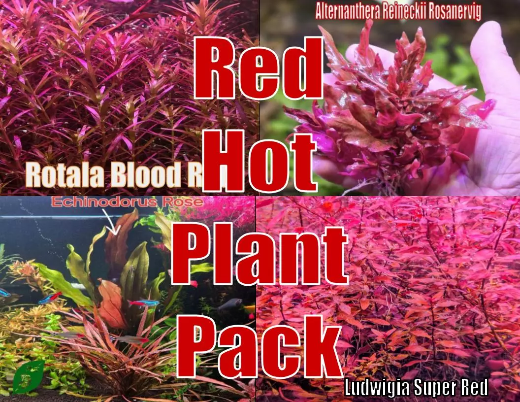 Red Hot Plant Pack from Plant Betta live aquatic plant freshwater fish tank natural algae control fish habitat shrimp aquarium red plant thumbnail