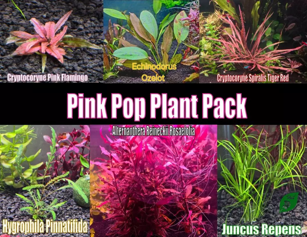 Pink Pop Plant Pack Plant Betta live aquatic plant freshwater fish tank natural algae control fish habitat shrimp aquarium thumbnail