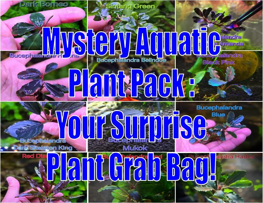 Mystery Aquatic Plant Pack: Your Surprise Plant Grab Bag surprise live aquatic plant cheap freshwater tank affordable Plant Betta thumbnail