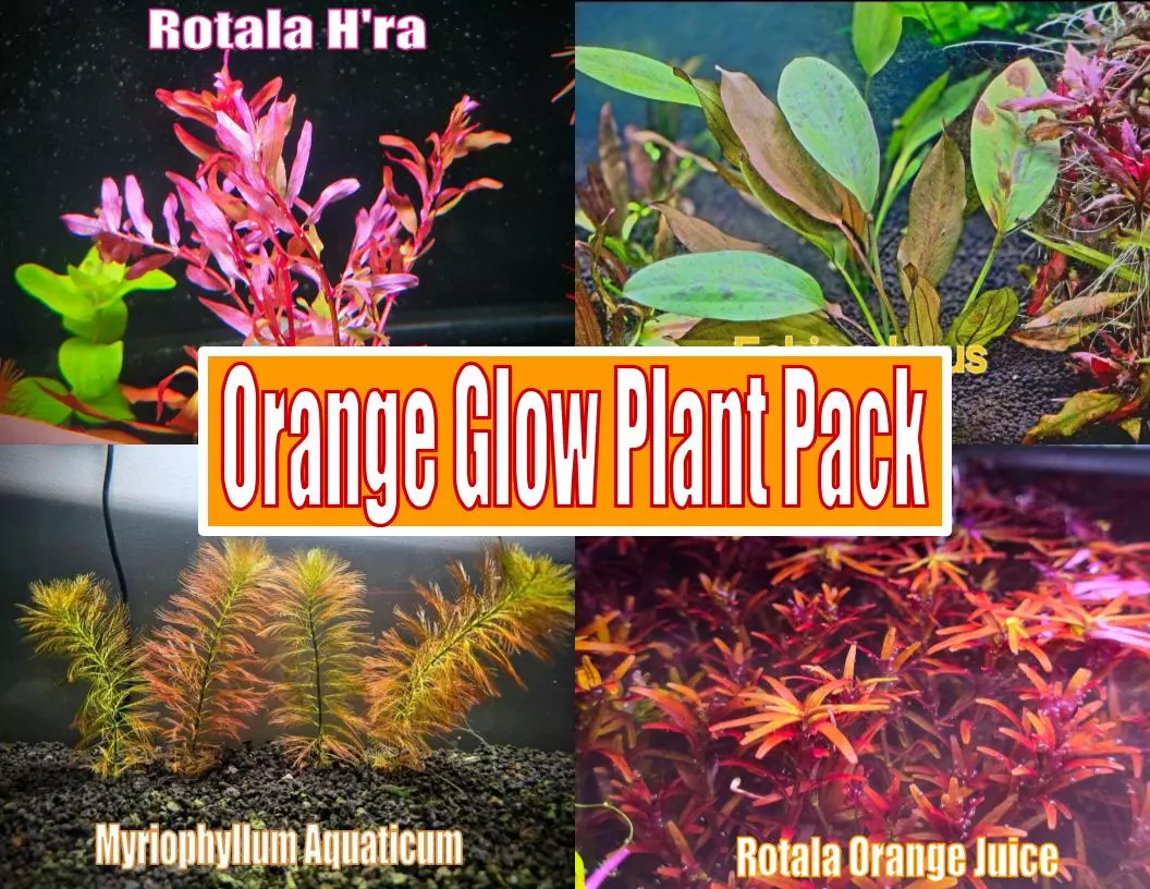 Orange Glow Plant Pack from Plant Betta live aquatic plant freshwater fish tank natural algae control fish habitat shrimp aquarium plants thumbnail