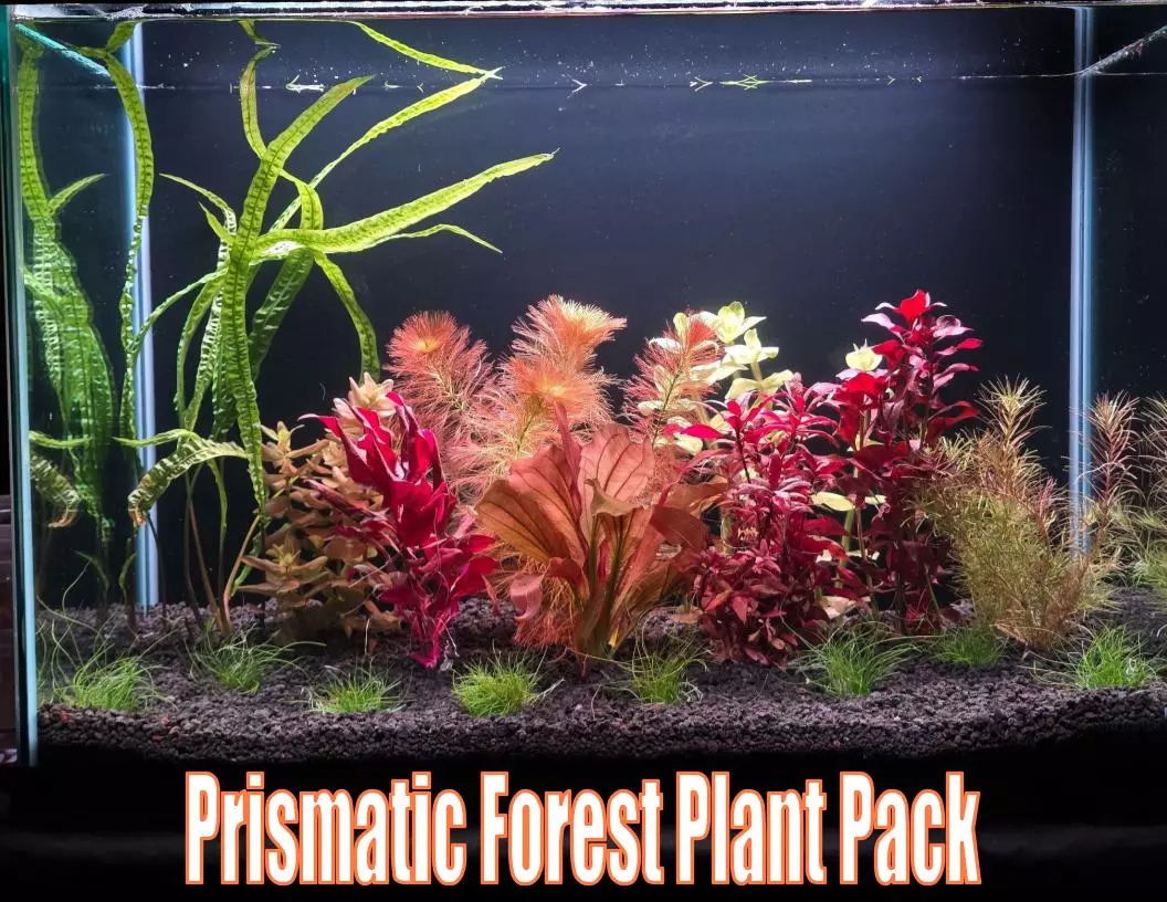 Prismatic Forest Plant Pack from Plant Betta live aquatic plant freshwater fish tank natural algae control fish habitat rainbow plants thumbnail