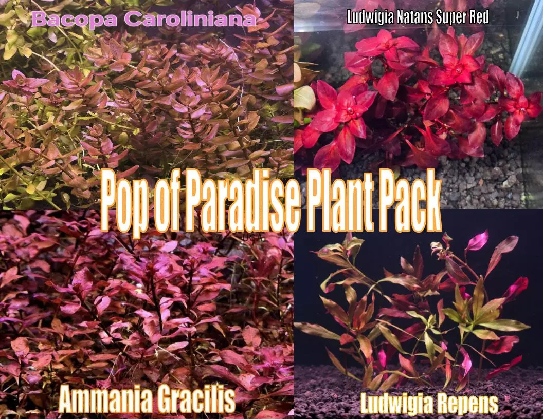 Pop of Paradise Plant Pack from Plant Betta live aquatic plant freshwater fish tank natural algae control fish habitat shrimp aquarium thumbnail