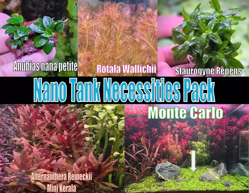 Nano Tank Necessities Plant Pack live aquatic plant freshwater fish tank natural algae control fish habitat shrimp aquarium aquascape thumbnail