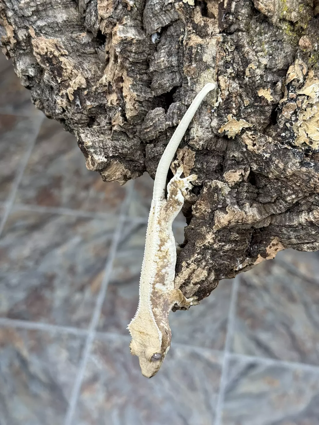 CR25-112 - GAAM Red Base Extreme Harley Lilly White - NPV 9.1g thumbnail