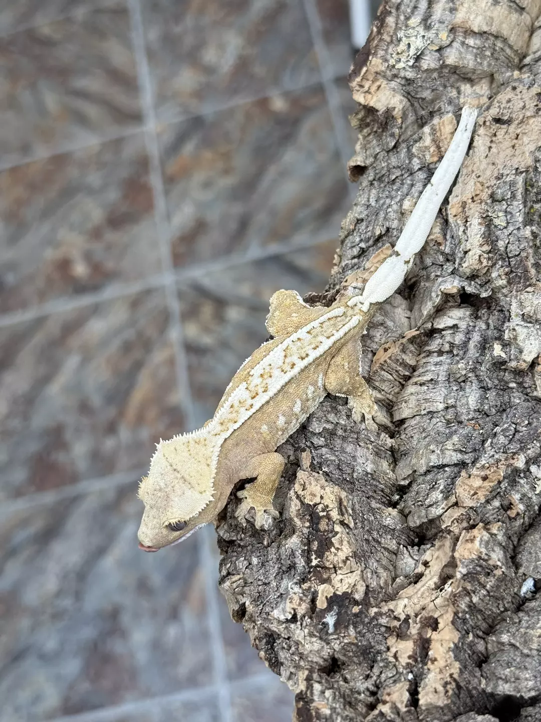 CR25-276 - ESPR - Awesome Yellow Base Pinstripe - Male - 16g thumbnail