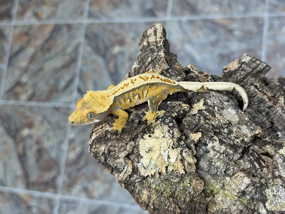 CR25-244 - ITGDA - Tri-Color - Male 11.4g thumbnail