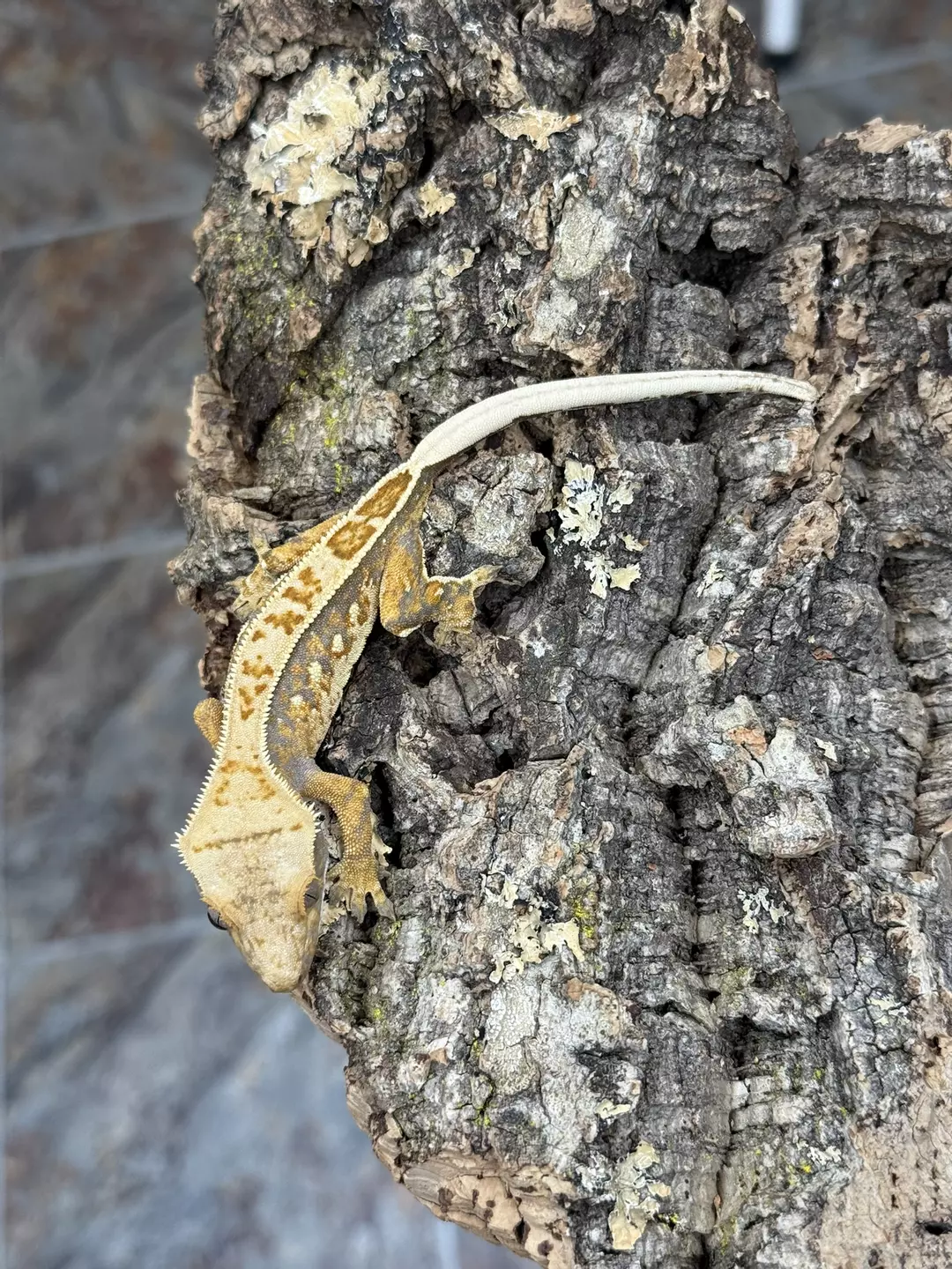 CR25-189 - ESHE - Tri-Color - NPV 11g thumbnail