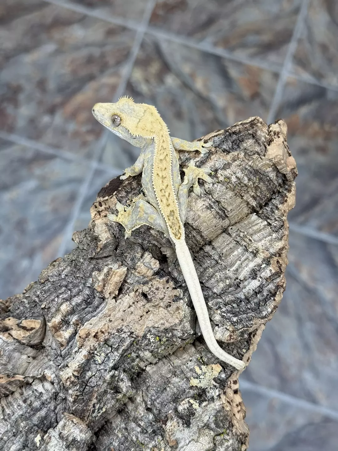 CR25-194 - TPPIX - Light Lavender Pinstripe - Male - 9.4g thumbnail