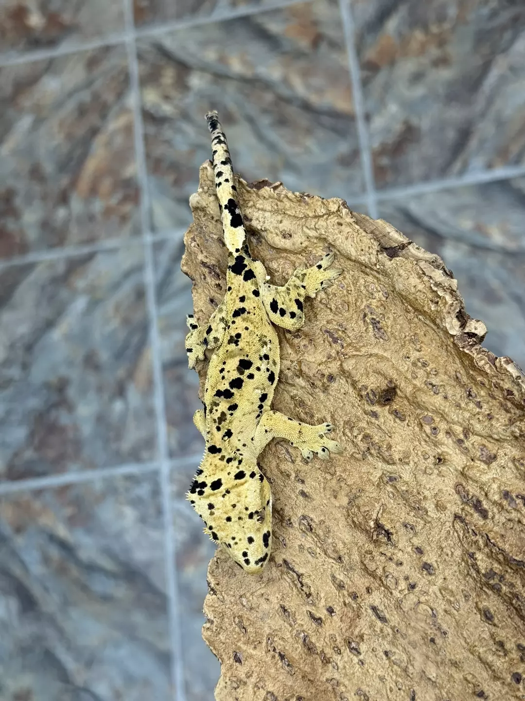 CR25-175 - DEPE Super Dalmatian - Male 18.5g thumbnail