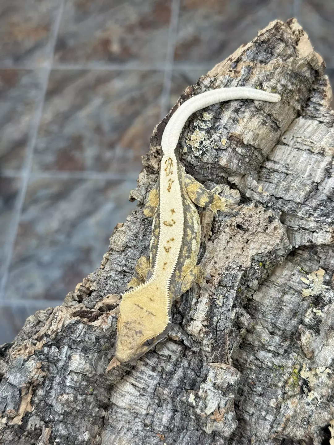 CR25-304 - TADO - Lavender Extreme Harlequin - Male 14g thumbnail