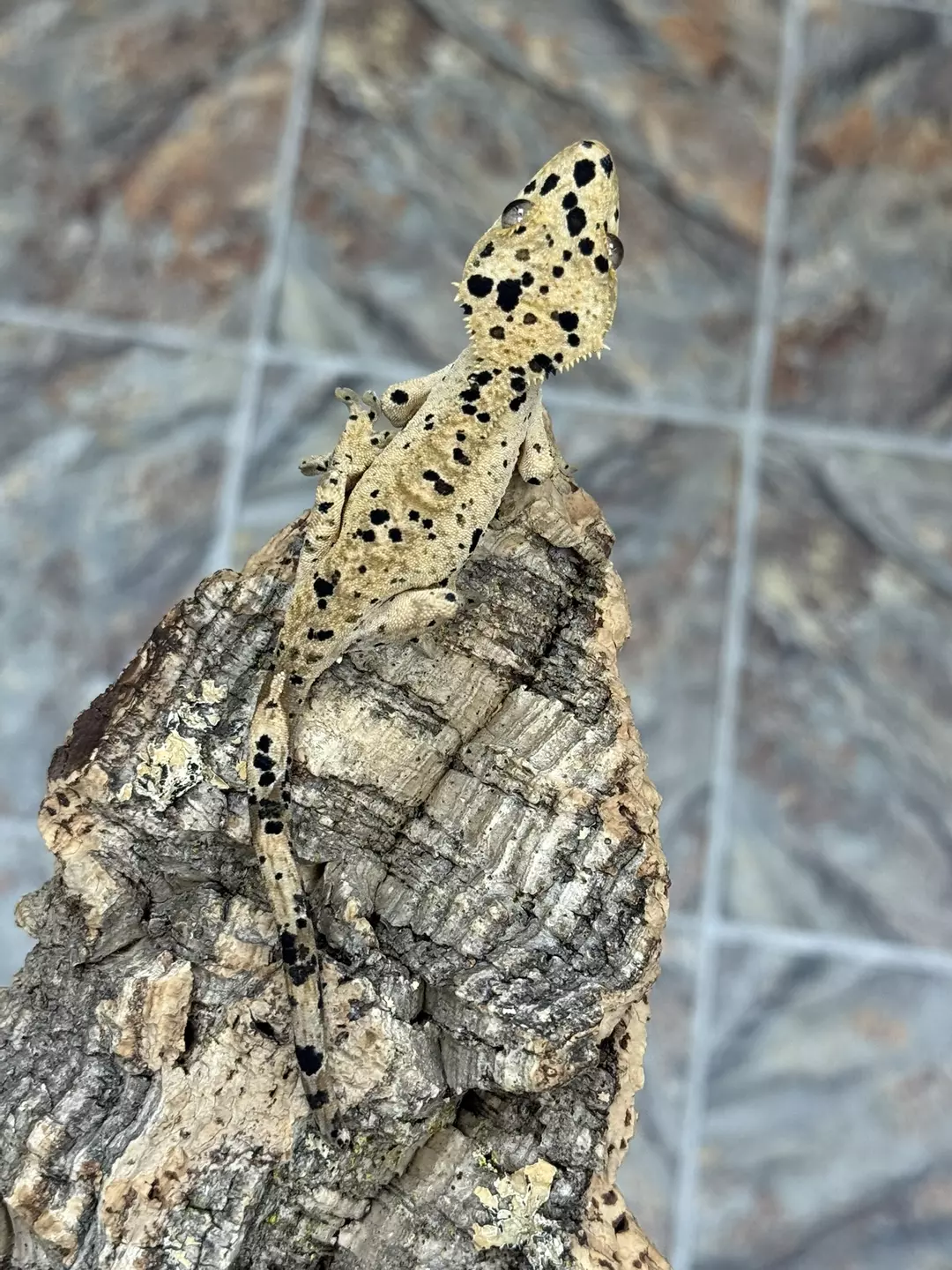 CR25-179 - POST - Super Dal - Ink Spots - Male 12g thumbnail