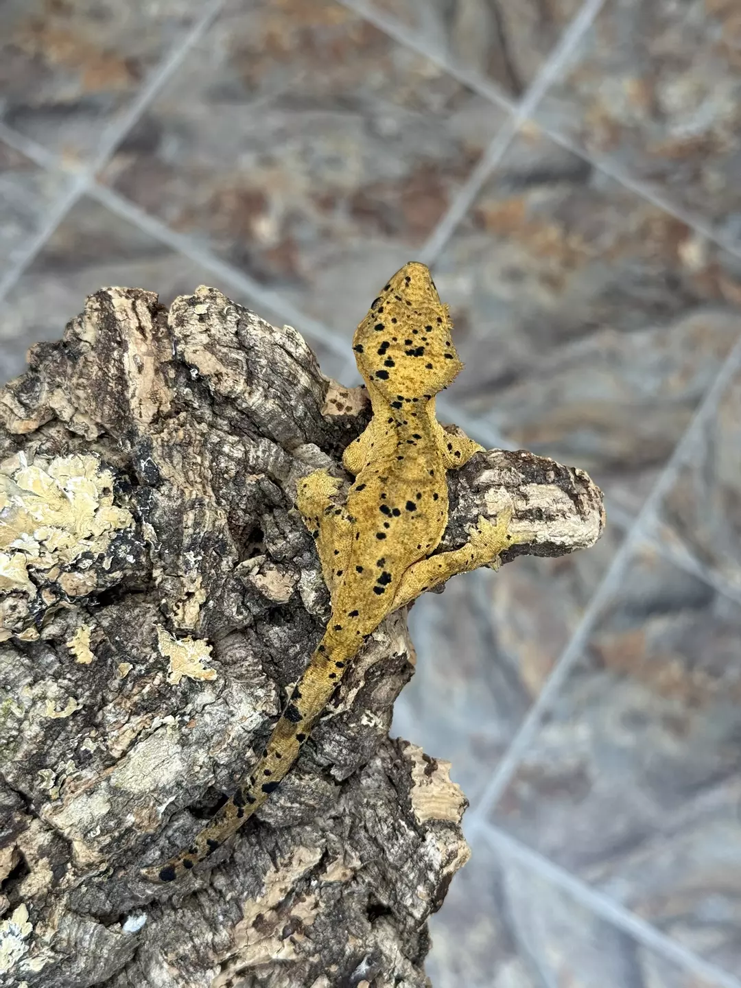 CR25-229 - POST - Dalmatian - Pos Female (NPV) 13.7g thumbnail