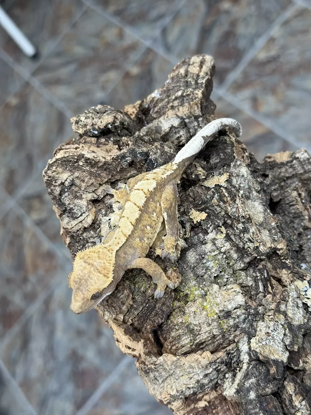 CR25-274 - PRFL - Red Base Harlequin + White Spots Male - 12g thumbnail