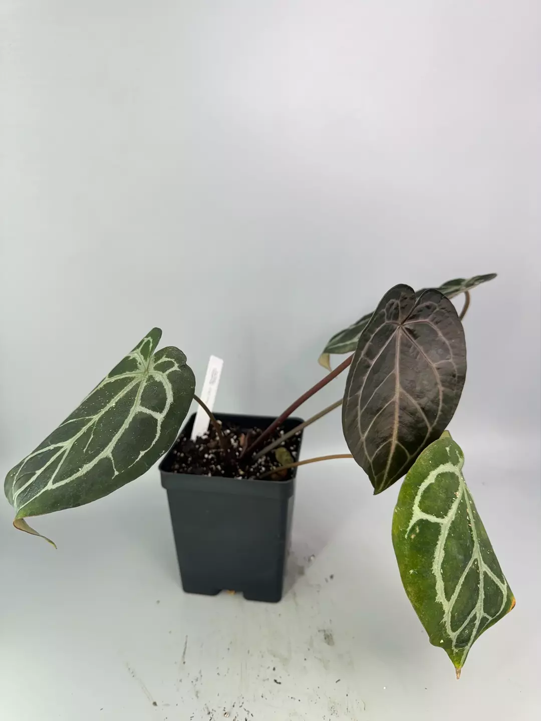 Dreamweaver x Necromancer X Mikey Boy Anthurium thumbnail