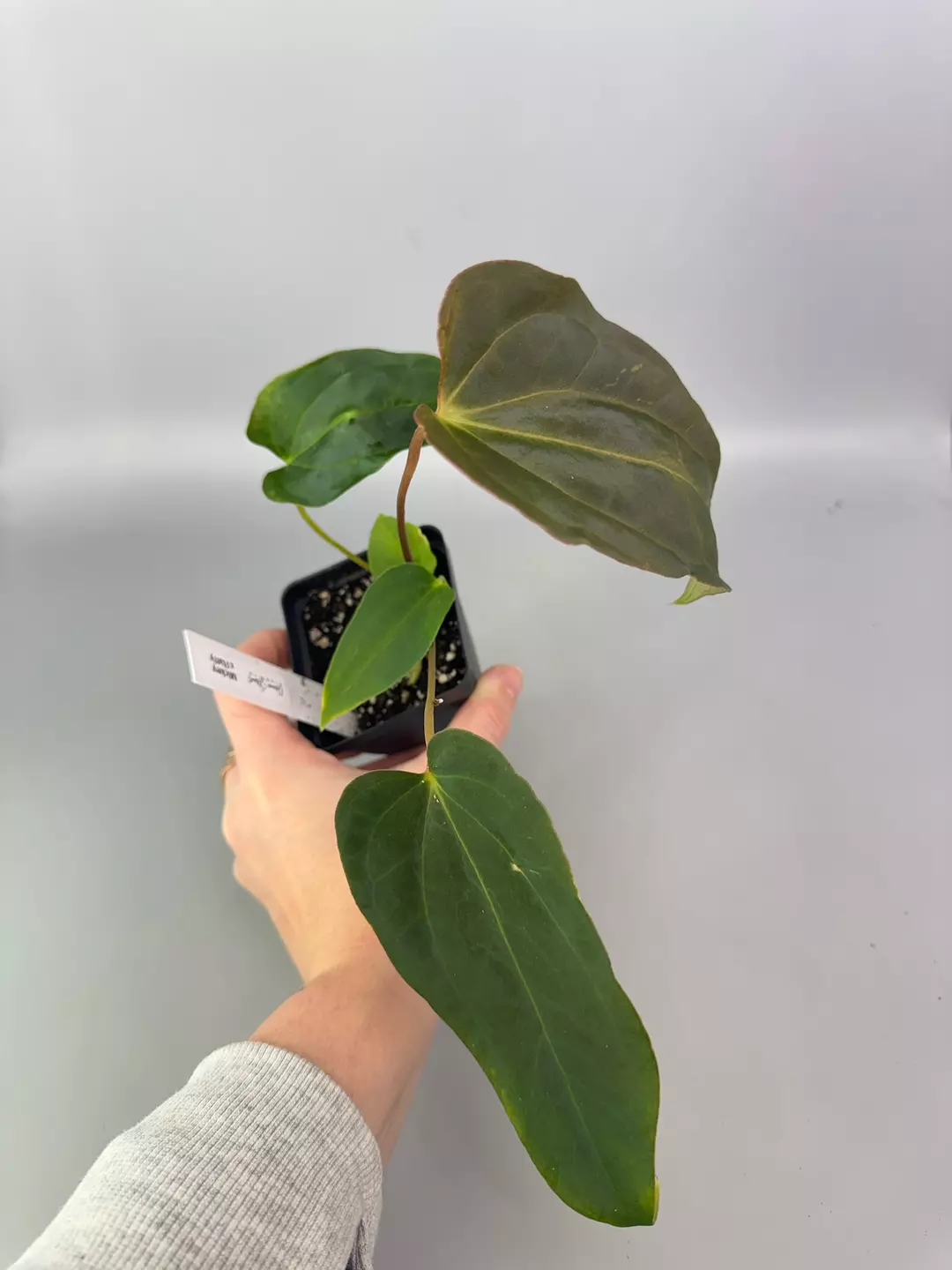 Magnificum 'Mickey' x RLFS 'Flatty' Anthurium Juvenile thumbnail