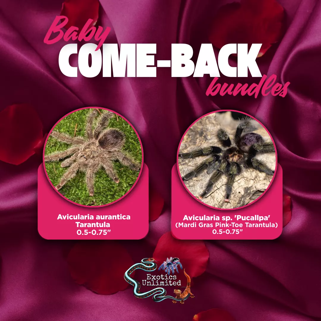 High on Love Bundle- A. pucallpa (Mardi Gras) 0.5" & A. aurauntica Pink Toe 0.5" thumbnail