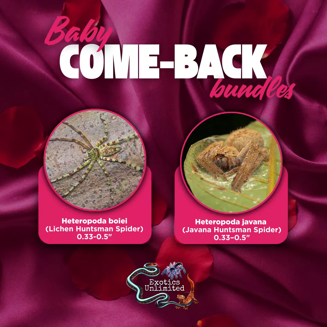 Hunting For Love Bundle - H. boiei (Lichen Huntsman) 0.33-0.5" & H. javana (Java Huntsman) 0.33-0.5" thumbnail