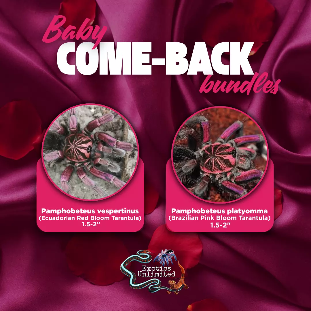 Rose Boquet Bundle - P. vespertinus (Red Bloom) 1.5-2" & P. platyomma (Pink Bloom) 1.5- thumbnail