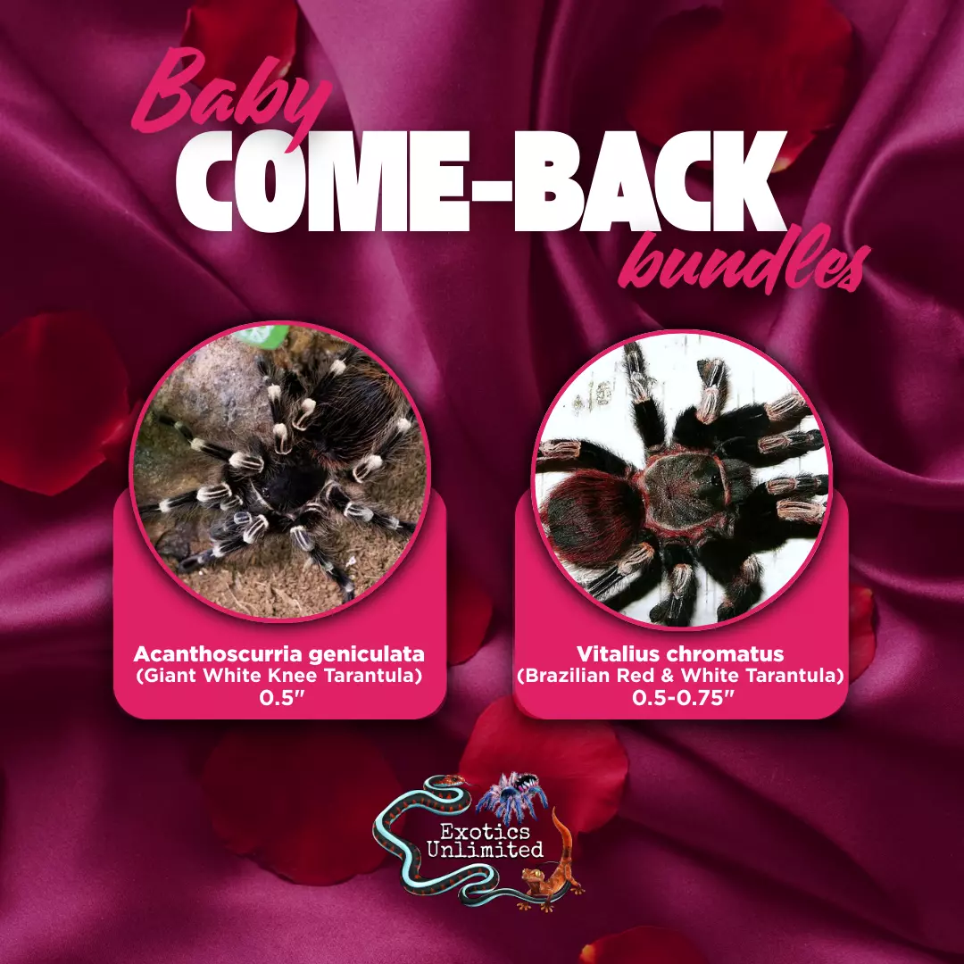 Bitter Sweet Bundle - A. geniculata (White Knee) 0.5" N. chromatus (Red & White) 0.5" thumbnail