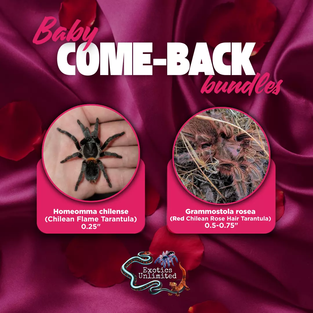 Burning Roses Bundle - G. rosea RCF (Rose Hair) 0.5" & H. chilense (Chilean Flame) 0.25" thumbnail