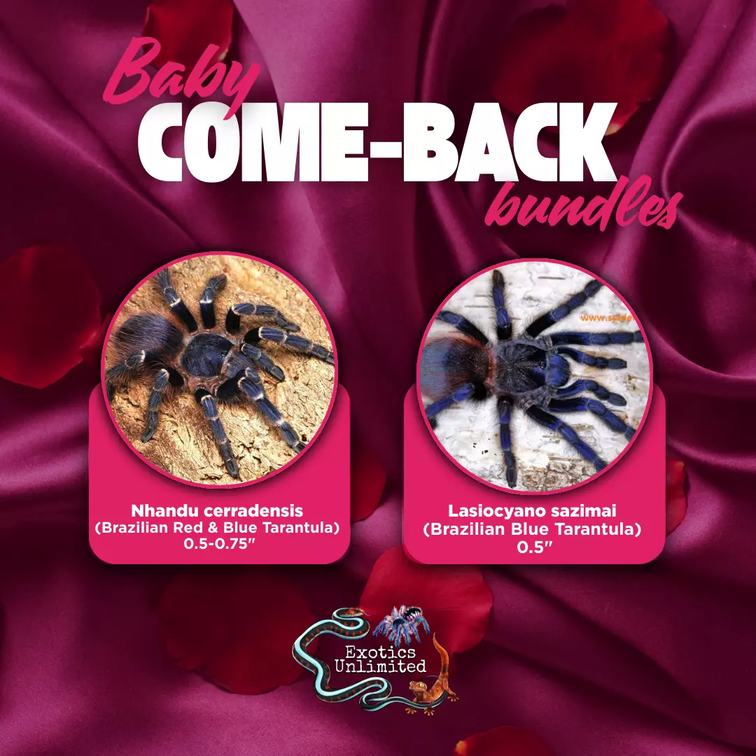 Loverboy Blues Bundle - L. sazimai (Brazilian Blue) 0.5" * N. cerradensis (Brazilian Red & Blue) 0.5" thumbnail