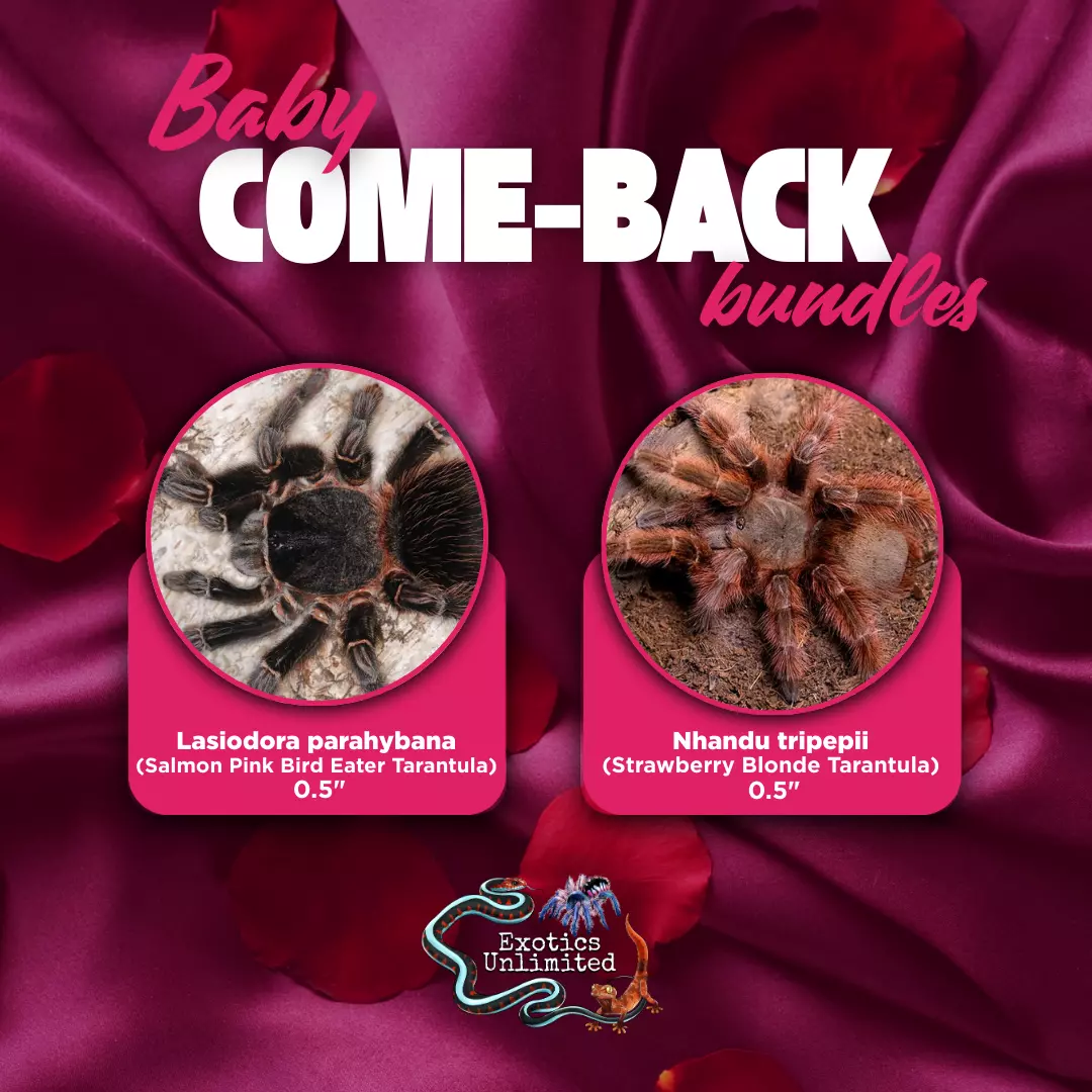 Wine & Dine Bundle - N. tripepii (Strawberry Blonde) 0.5" & L. parahybana (Salmon Pink) 0.5" thumbnail