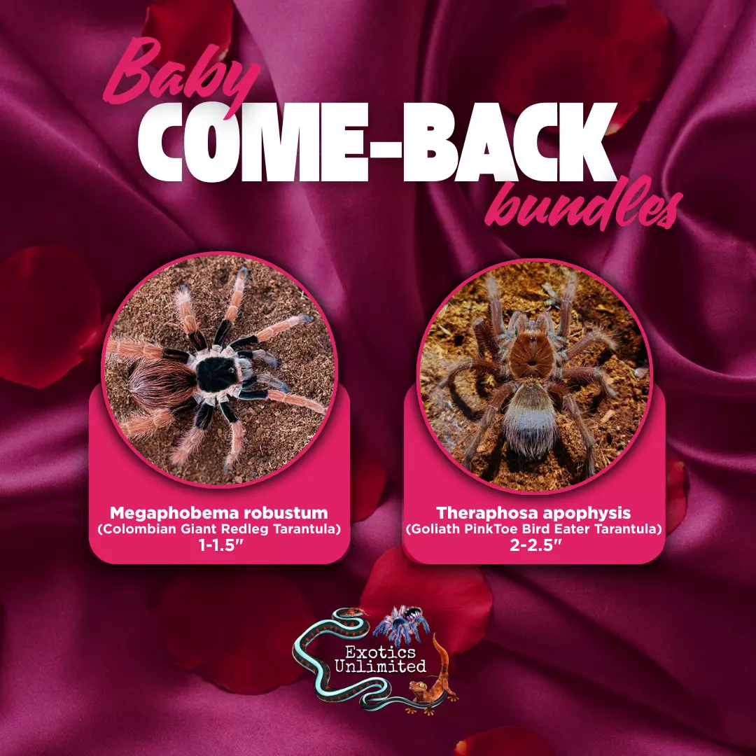 Bear Hug Bundle - T. apophysis (Goliath Birdeater) 2-2.5 & M. robustum (Colombian Redleg) 1.5" thumbnail