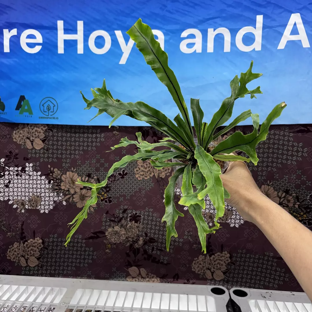 b411 Asplenium Java Cristata (fern) thumbnail