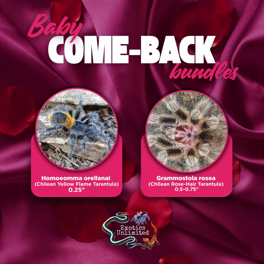 Gold & Roses Bundle - H. orellanai (Yellow Flame) 0.25" and G. porteri (Rose Hair) 0.5" thumbnail