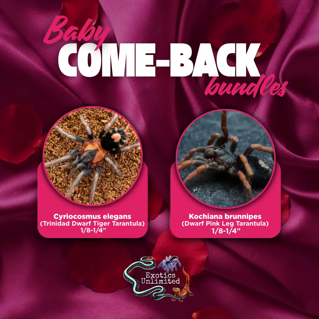 Love Bug Bundle - C. elegans (Dwarf Heart-Butt) 1/8" & K. brunnipes 1/8" thumbnail